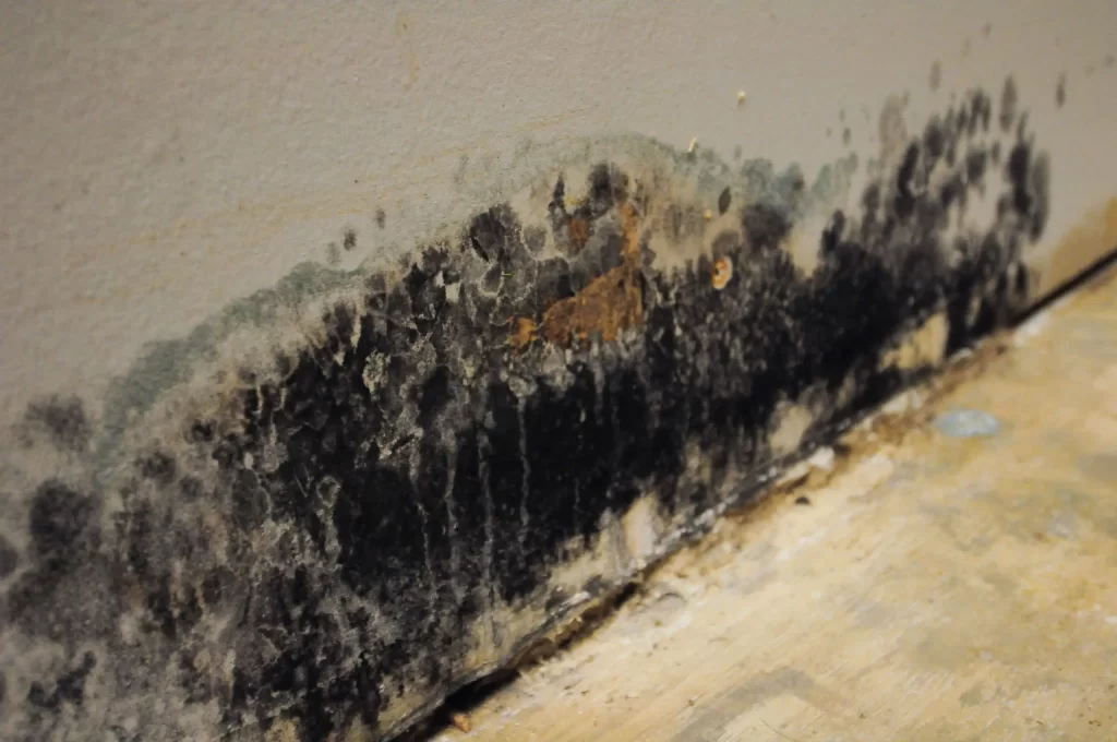 Mold Damage Sterling Heights Michigan